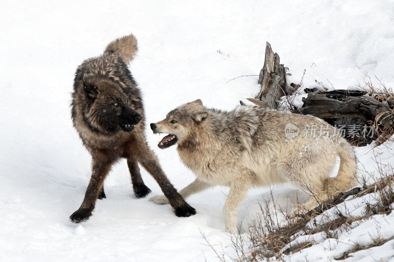 黄石公园的两只狼在玩耍/打架
